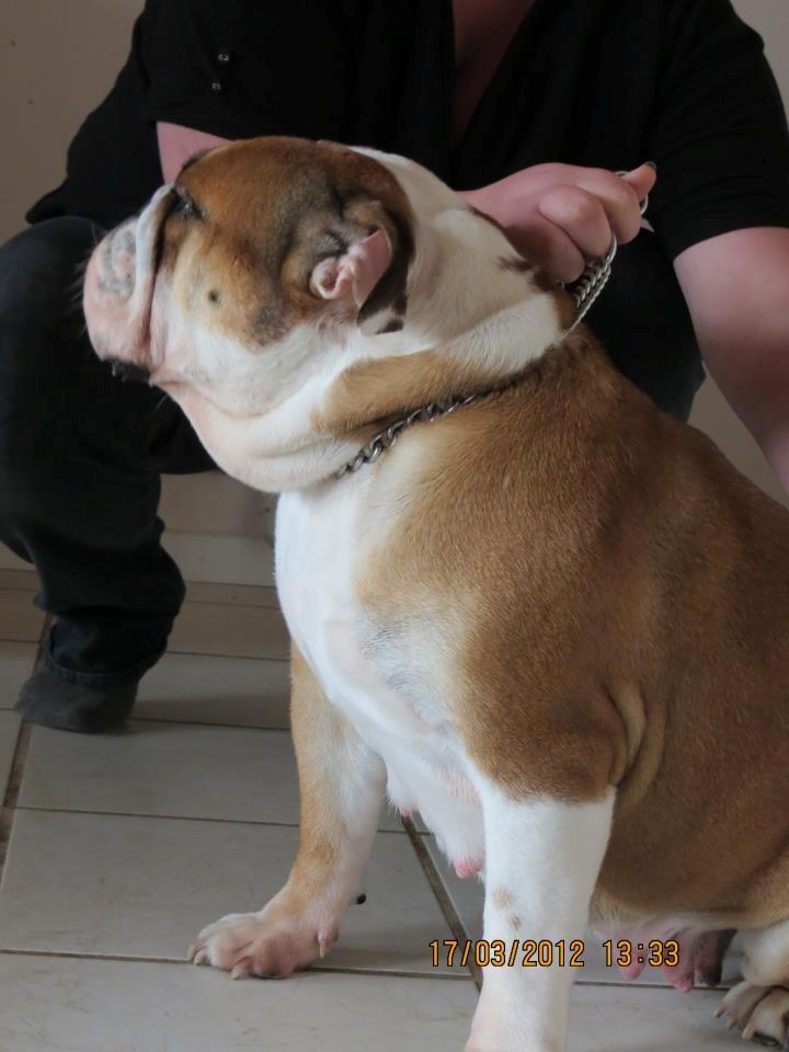 Engelsk bulldog Molly billede 13