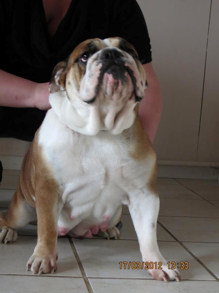 Engelsk bulldog Molly billede 14