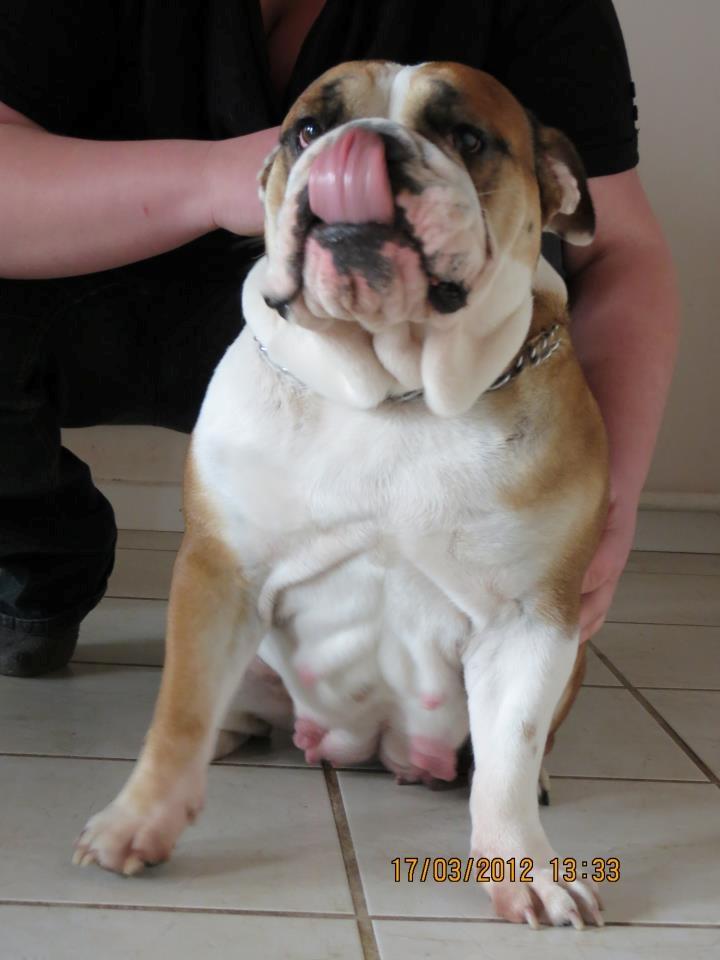 Engelsk bulldog Molly billede 15