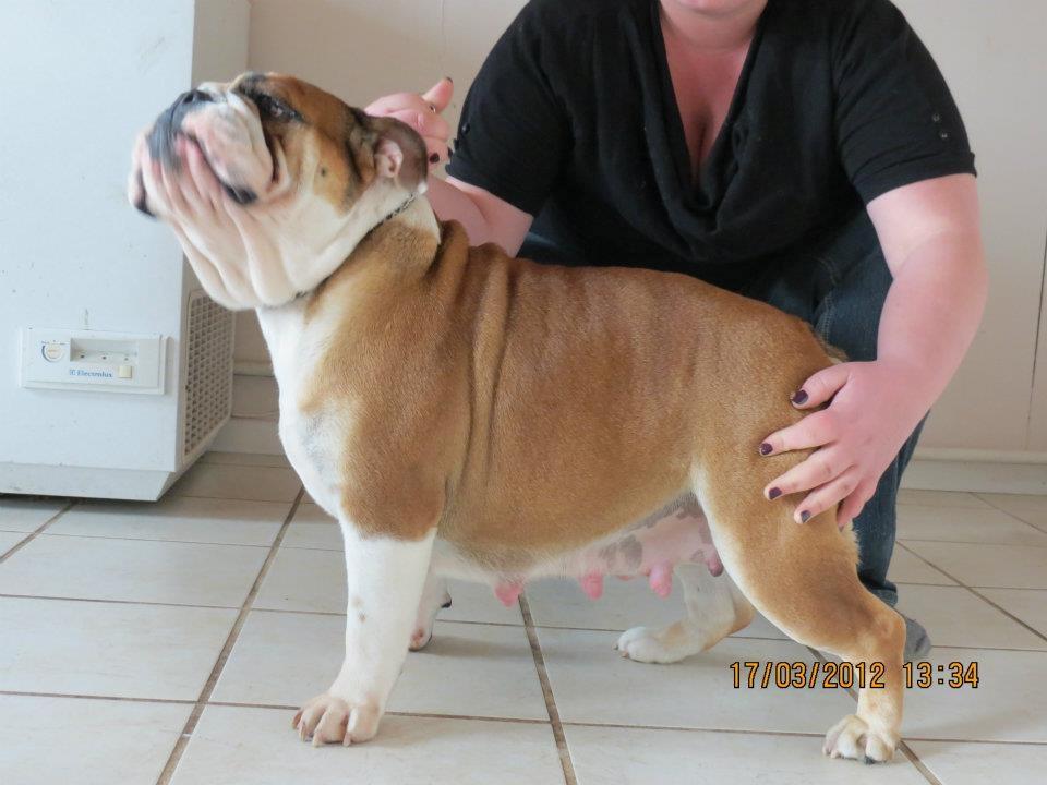 Engelsk bulldog Molly billede 16