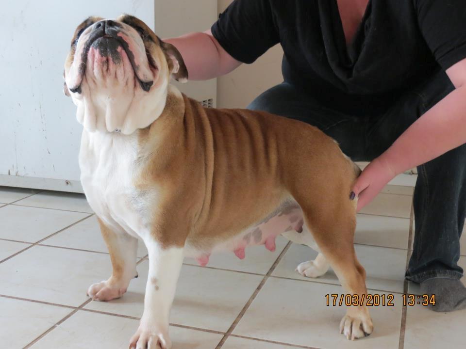 Engelsk bulldog Molly billede 17
