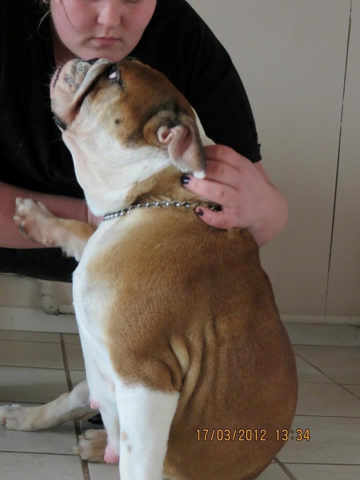 Engelsk bulldog Molly billede 19