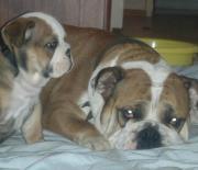 Engelsk bulldog Molly billede 20