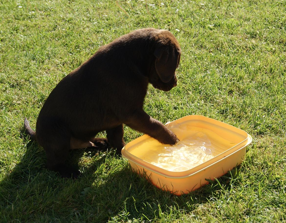 Labrador retriever Balou - Min lille vand hund 9,3 uger <3 billede 20