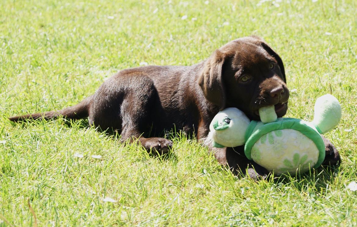 Labrador retriever Balou - Balou, 10 uger :) billede 3