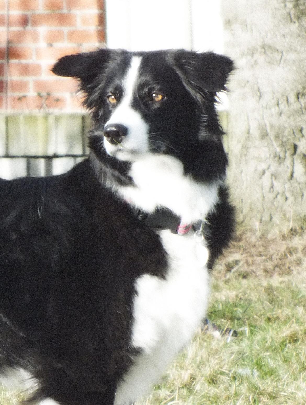 Border collie Asasara Fantastiske Shuma billede 1
