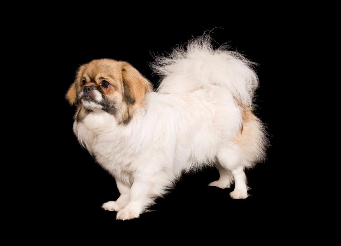 Tibetansk spaniel Tes-La´s Ha-Go-Ba billede 1