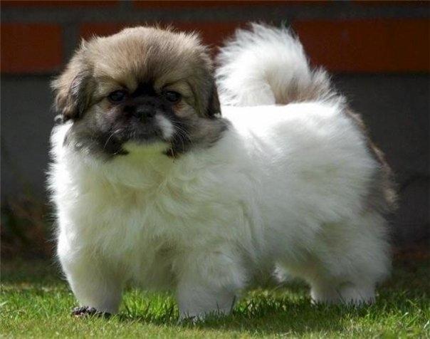 Tibetansk spaniel Tes-La´s Ha-Go-Ba billede 4