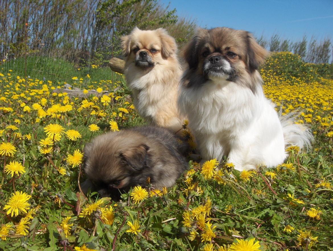 Tibetansk spaniel Tes-La´s Ha-Go-Ba billede 5