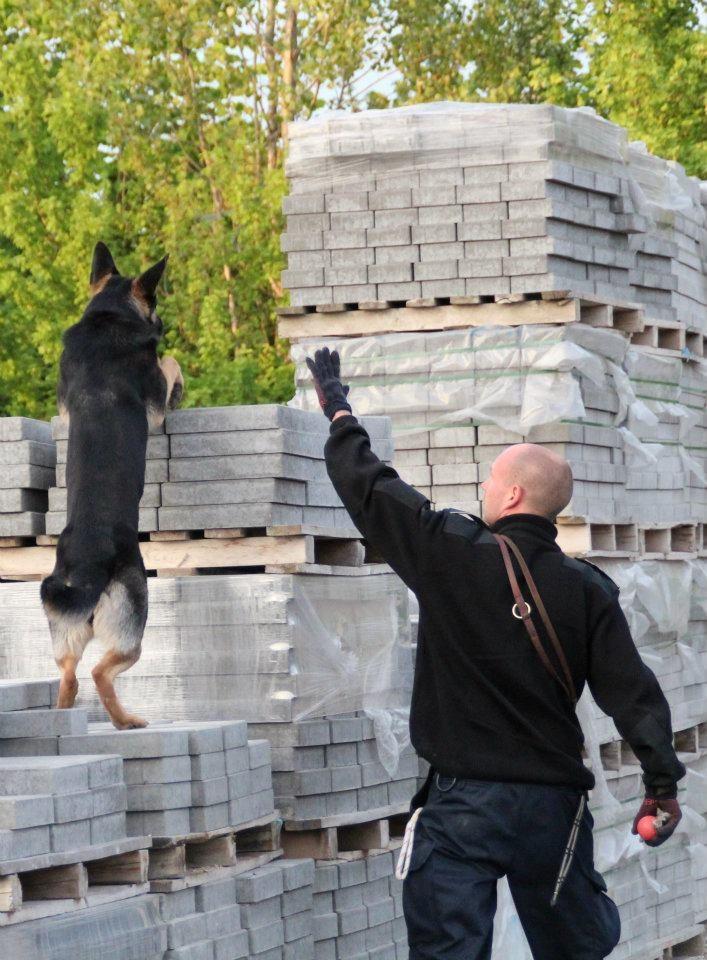 Schæferhund Juice 17/2-2011 - 7/9-2021 billede 27