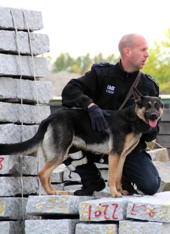 Schæferhund Juice 17/2-2011 - 7/9-2021 billede 25