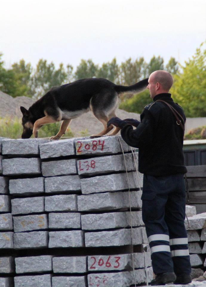Schæferhund Juice 17/2-2011 - 7/9-2021 billede 24
