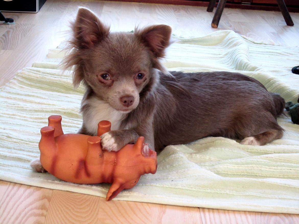 Chihuahua Laika "Min Egen Hundebasse" billede 3