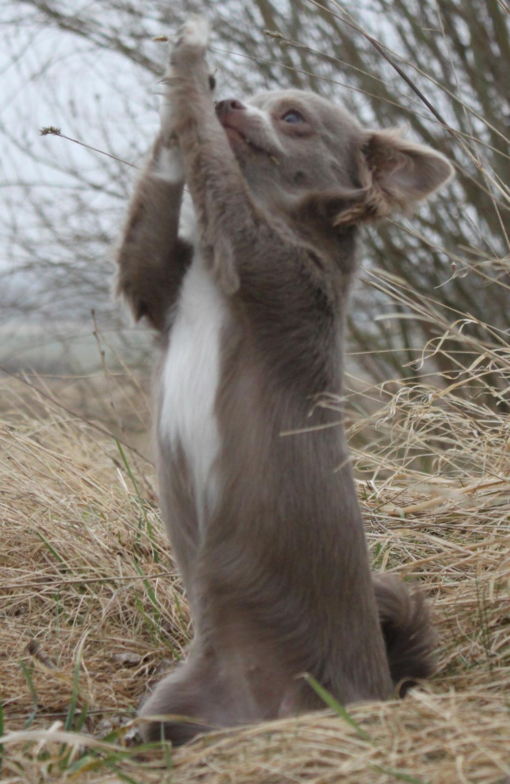 Chihuahua Laika "Min Egen Hundebasse" billede 15