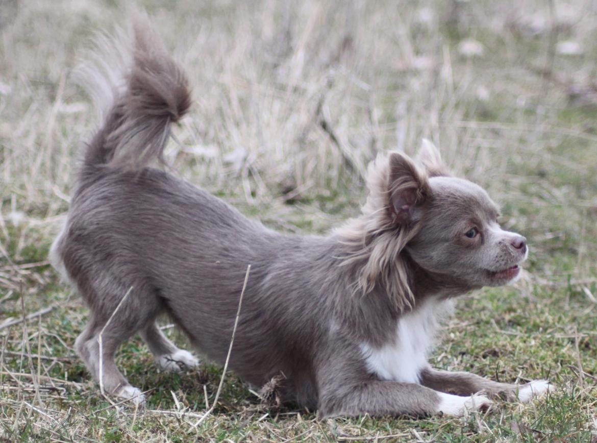 Chihuahua Laika "Min Egen Hundebasse" billede 8
