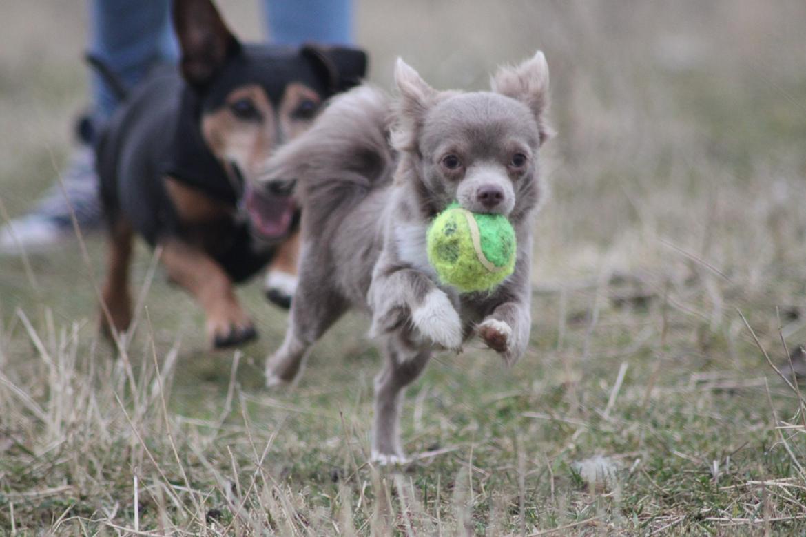 Chihuahua Laika "Min Egen Hundebasse" billede 11