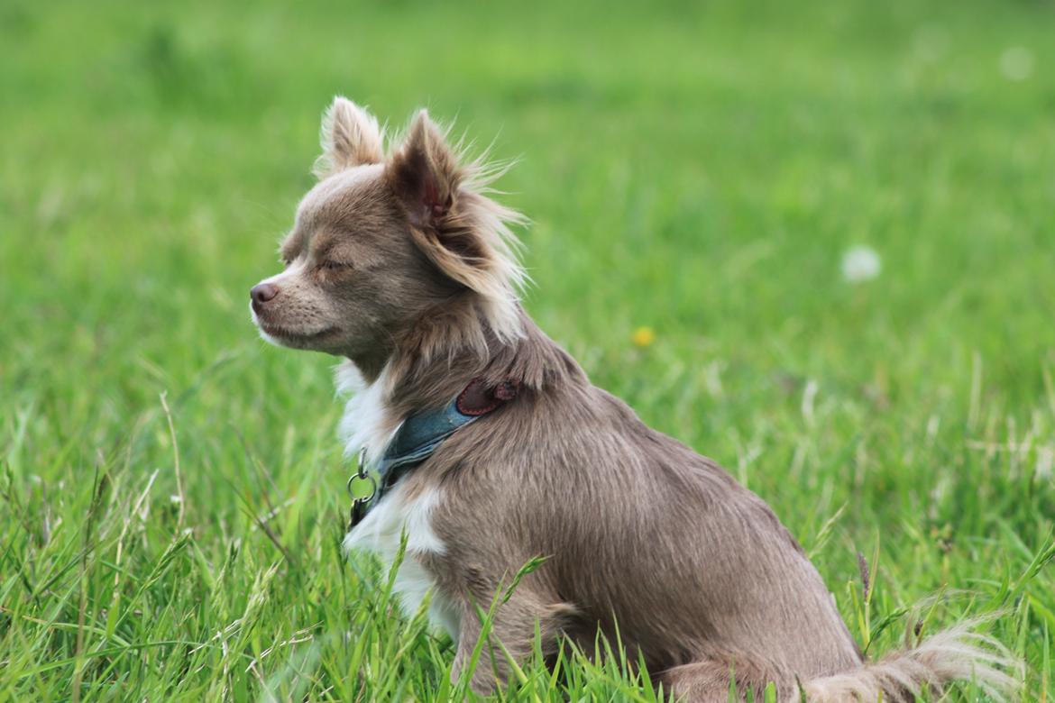 Chihuahua Laika "Min Egen Hundebasse" billede 9