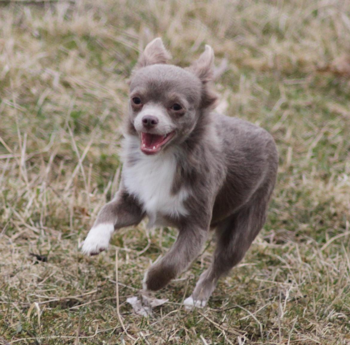 Chihuahua Laika "Min Egen Hundebasse" billede 5