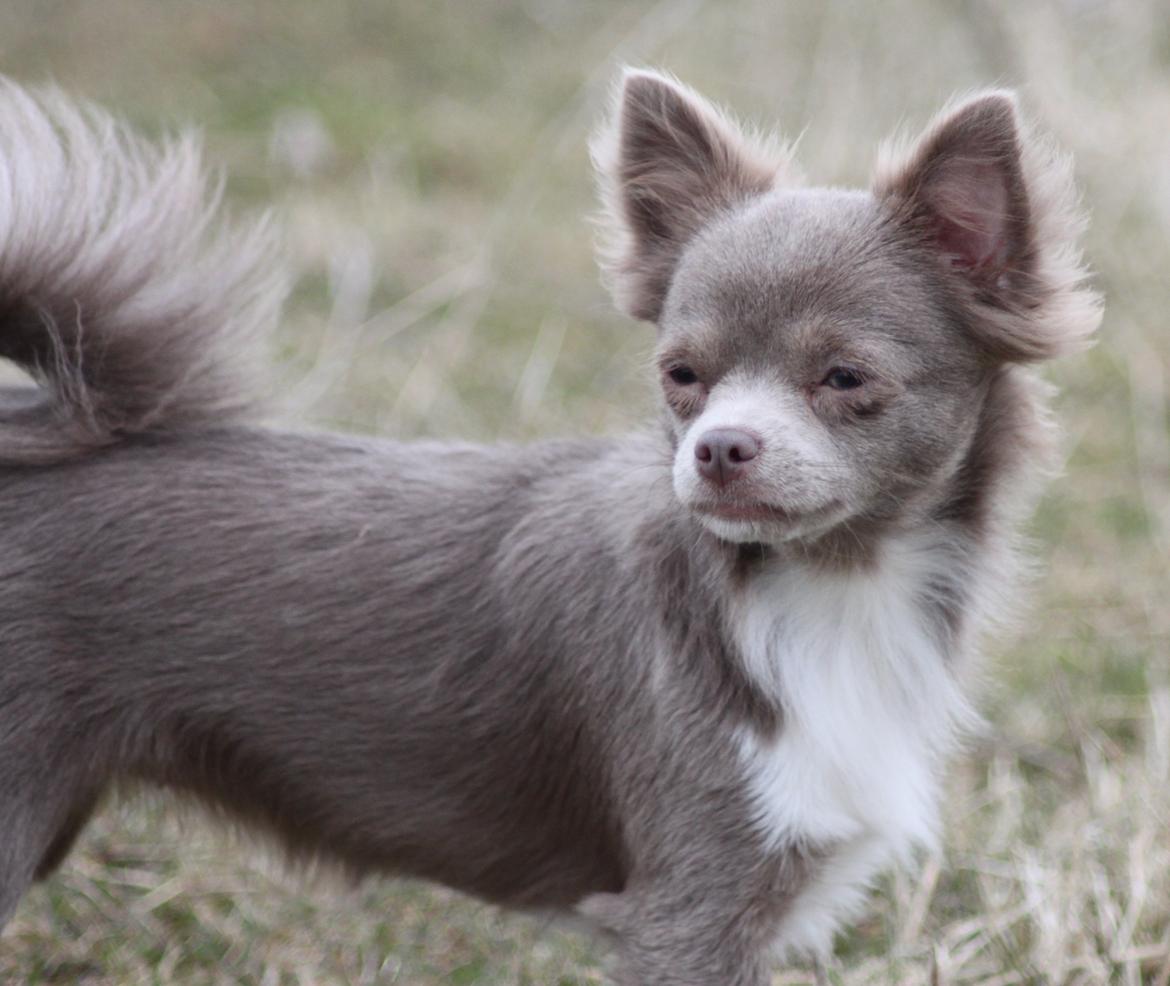 Chihuahua Laika "Min Egen Hundebasse" billede 20