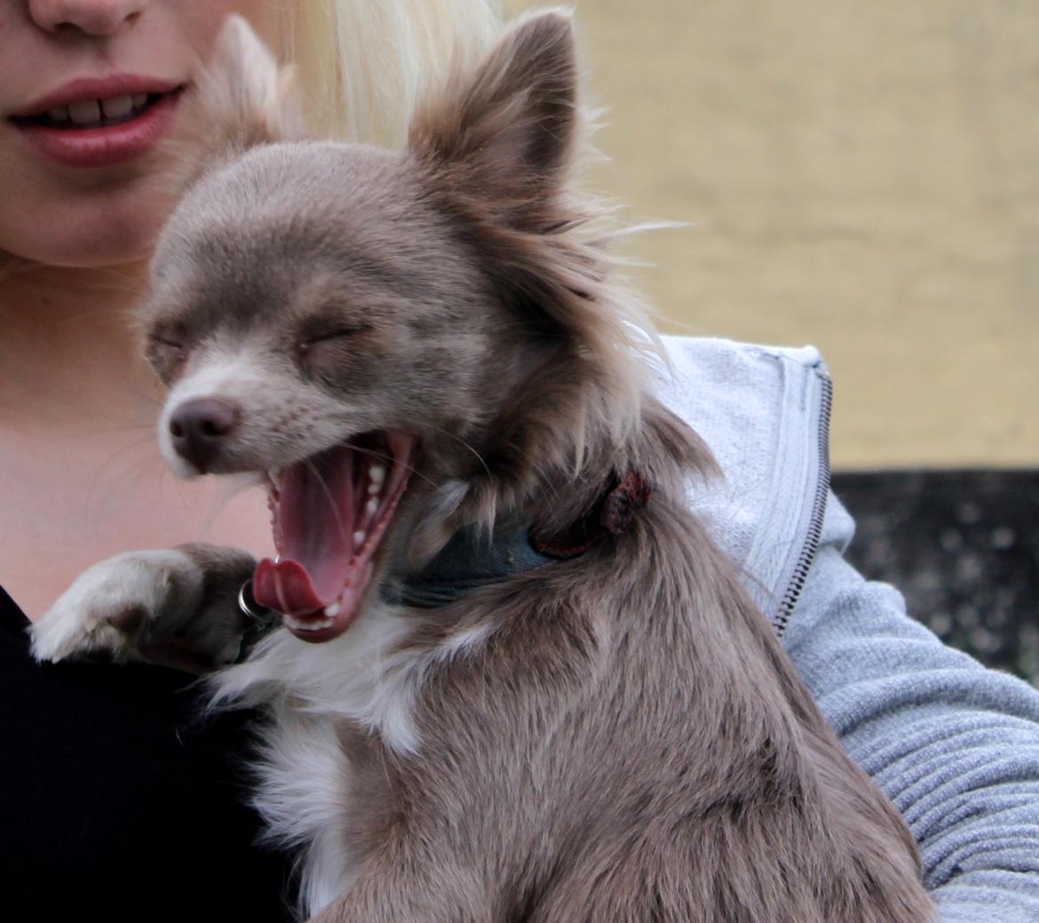 Chihuahua Laika "Min Egen Hundebasse" billede 19
