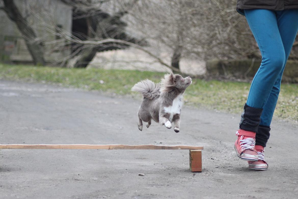 Chihuahua Laika "Min Egen Hundebasse" billede 13