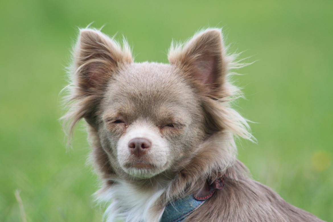 Chihuahua Laika "Min Egen Hundebasse" billede 17