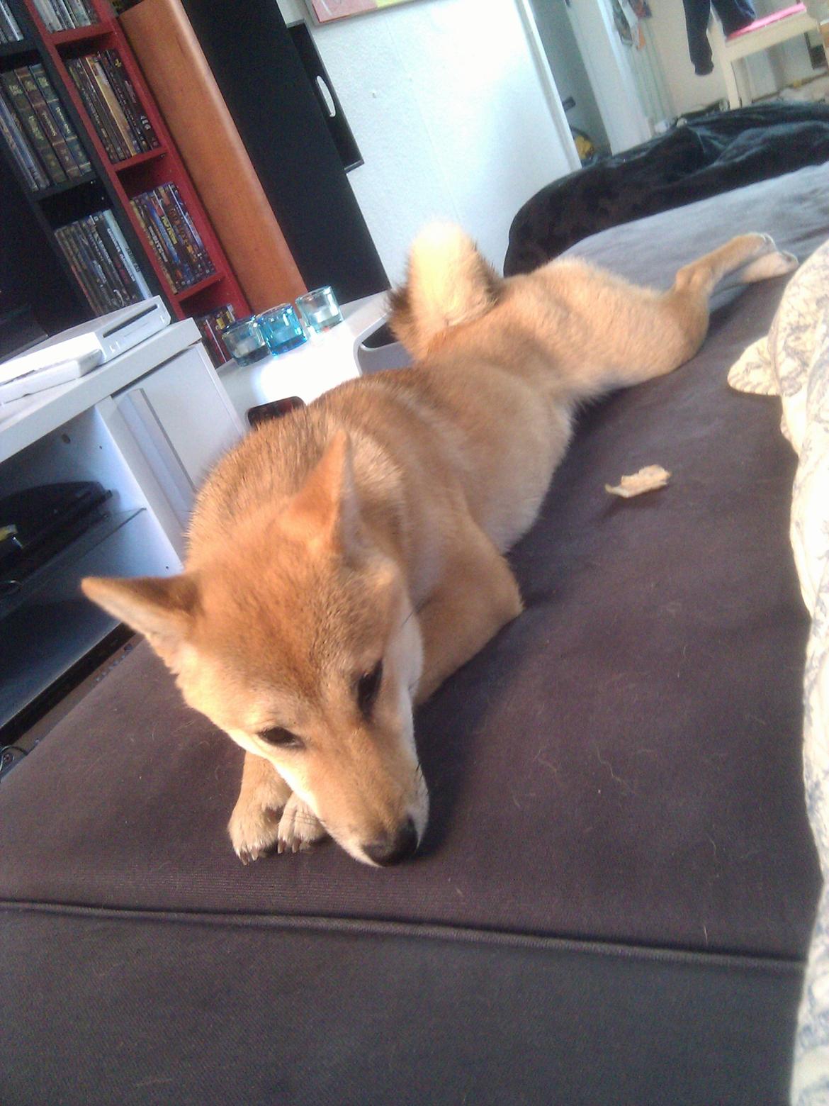 Shiba Reika (zigzag sn-Chika) billede 6