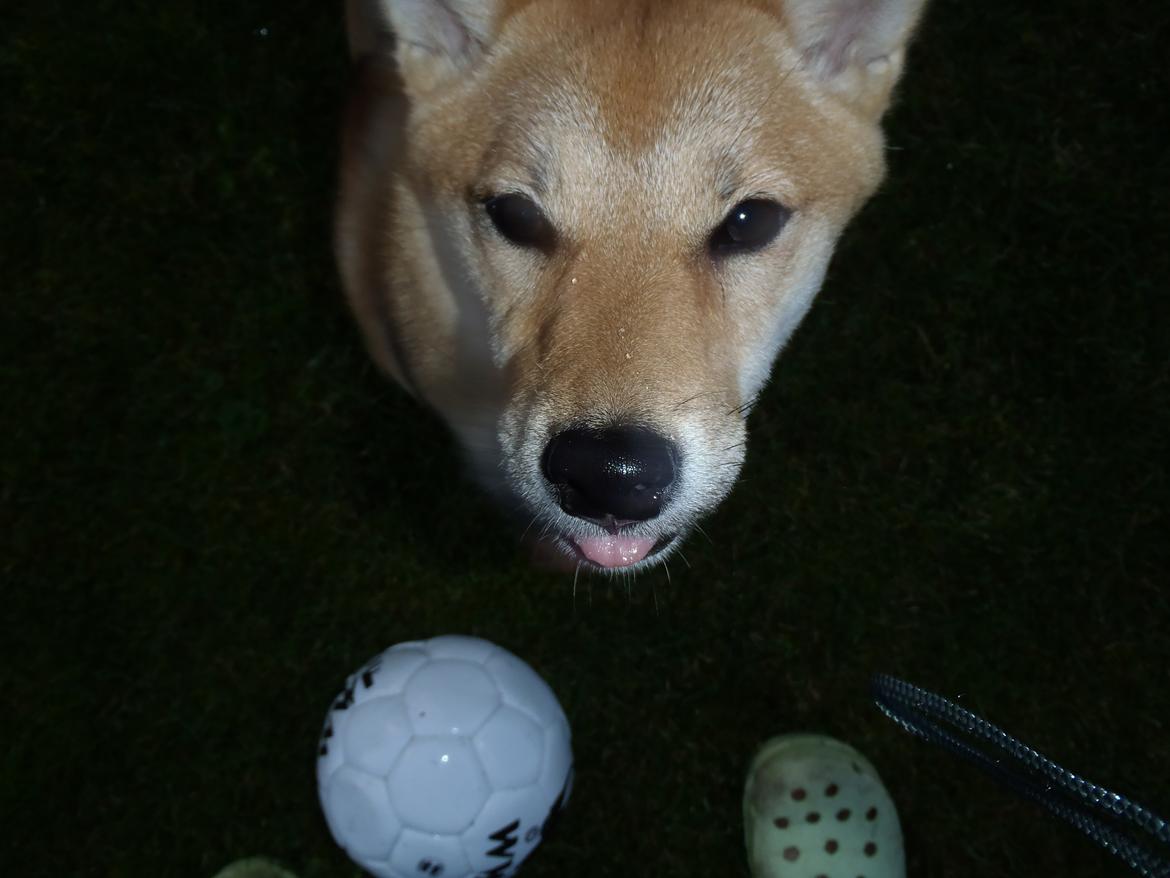 Shiba Reika (zigzag sn-Chika) billede 7