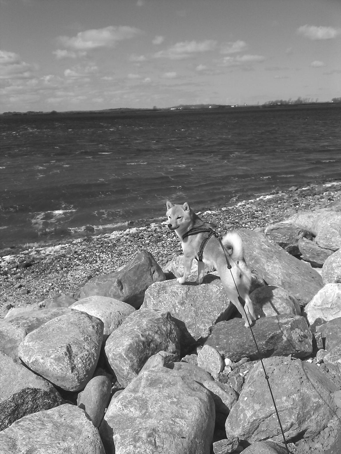 Shiba Reika (zigzag sn-Chika) billede 8