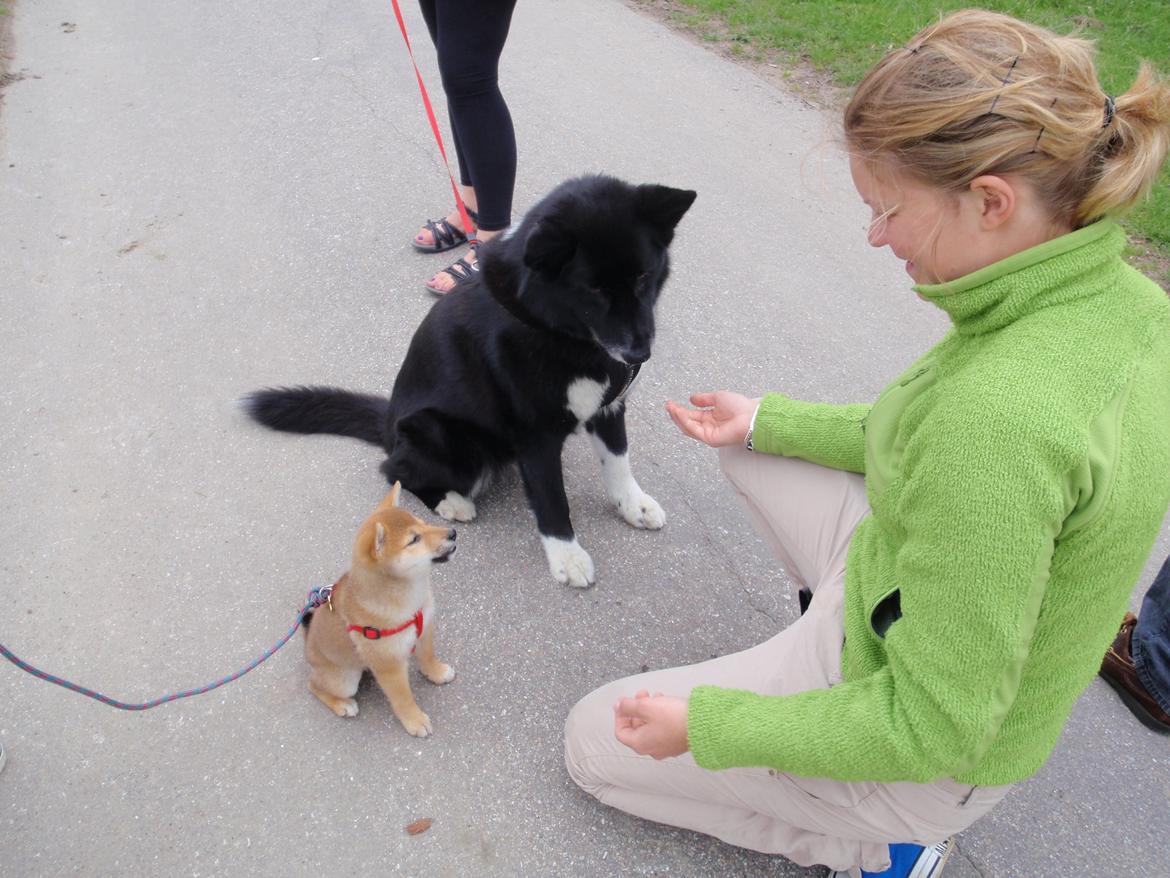 Shiba Reika (zigzag sn-Chika) billede 9