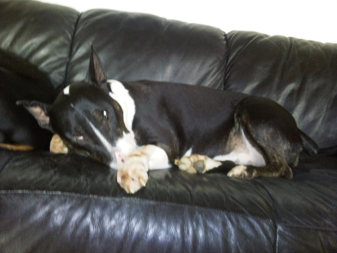 Bullterrier Kukker - Kukker elsker at putte i sofaen billede 1