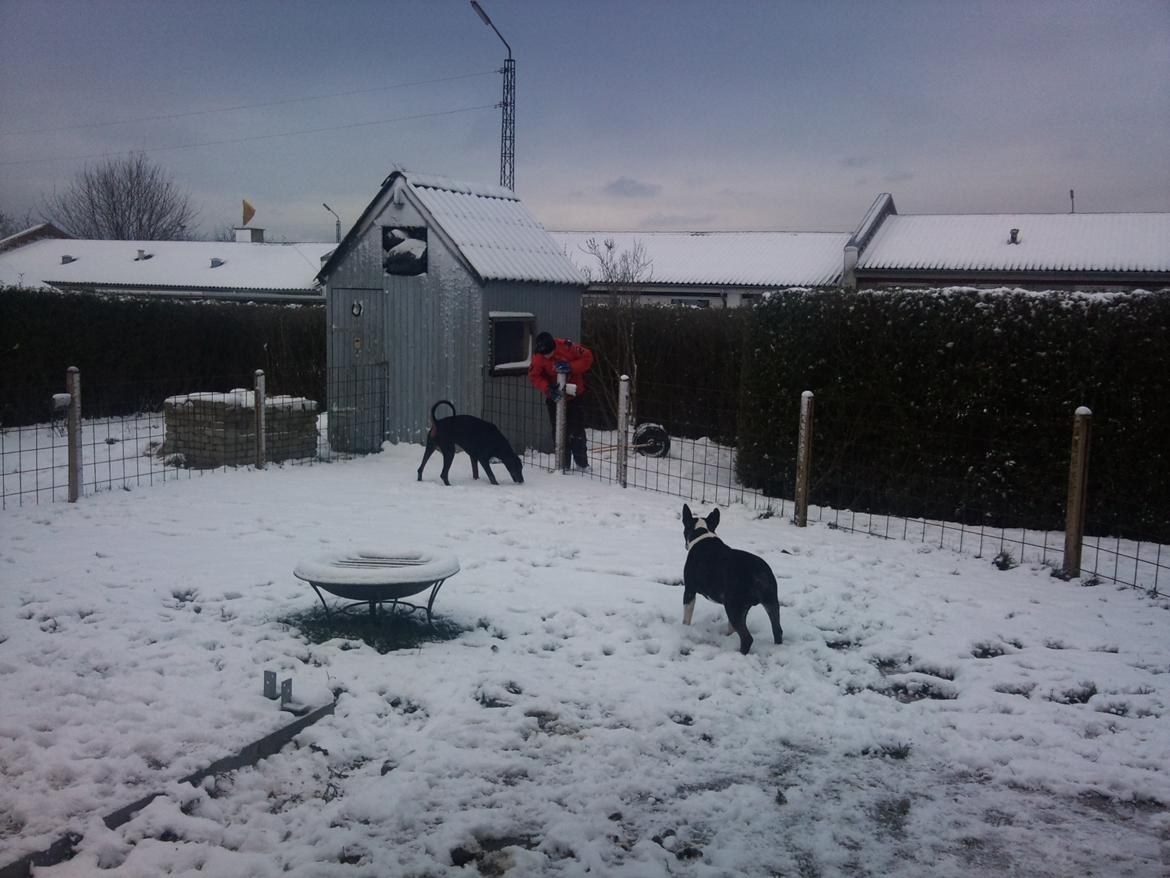 Bullterrier Kukker - Kukker elsker at lege ude i sne billede 2