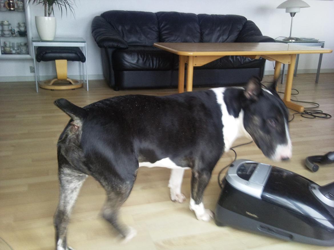 Bullterrier Kukker - vil gerne støvsuges billede 3