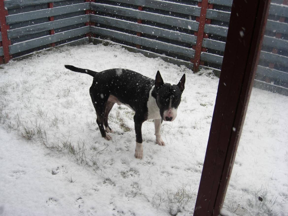 Bullterrier Kukker billede 4