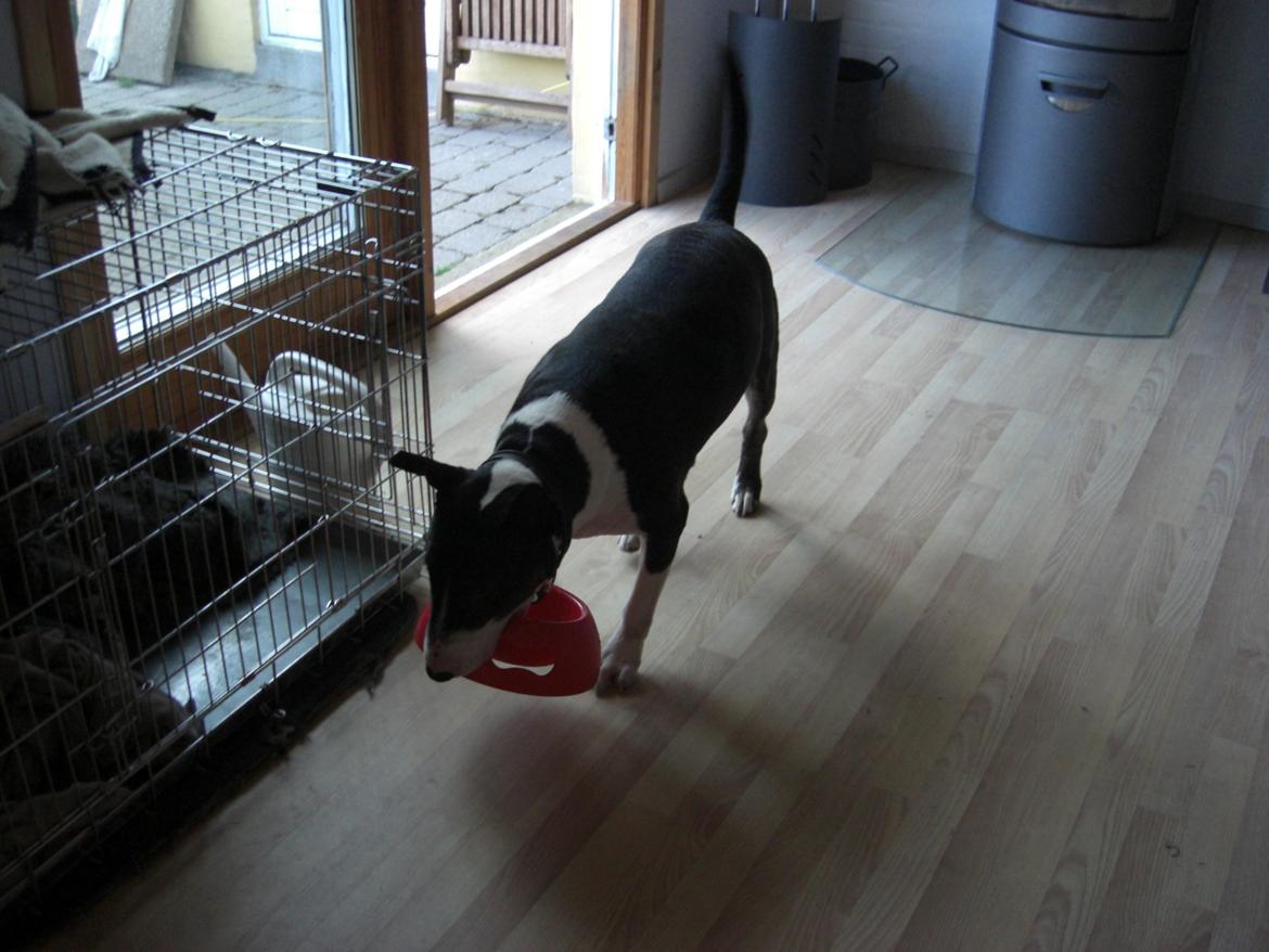 Bullterrier Kukker - Så er Kukker sulten billede 5