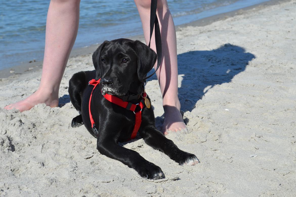 Blanding af racer Bell (labrador/boxer) - På stranden.
15 uger. billede 9