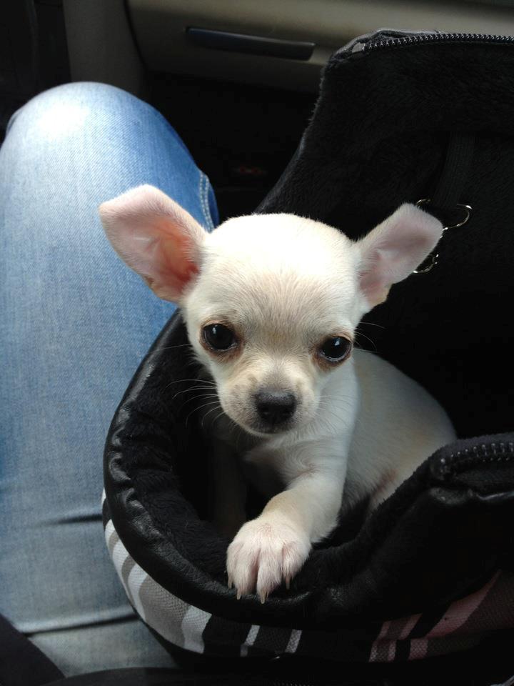 Chihuahua Bella - Bella lige efter afhentningen :-) billede 1