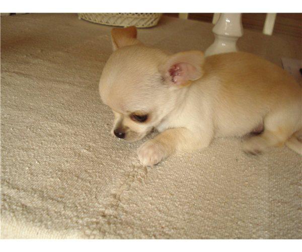 Chihuahua Bella - Det første billed jeg fik af Bella  billede 2