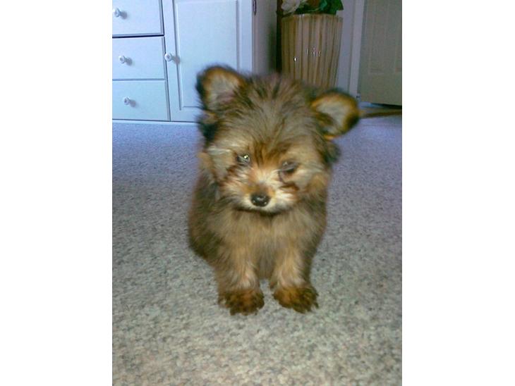 {{currentPhoto.altText}} billede {{currentPhoto.number}}