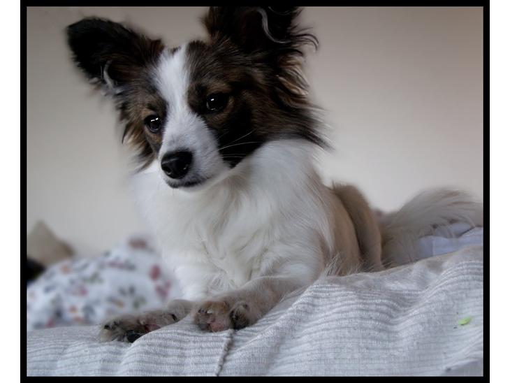 {{currentPhoto.altText}} billede {{currentPhoto.number}}