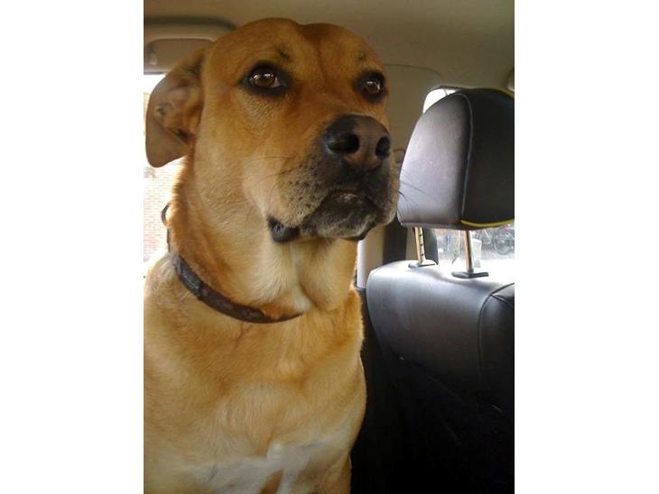 {{currentPhoto.altText}} billede {{currentPhoto.number}}