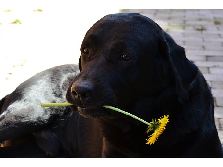 Labrador retriever Athos RIP - Min lille charmetrold<3 billede 1