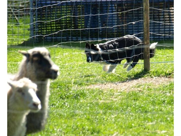 Border collie Solfari Auri - tænder skam på får - uha det er sjovt at arbejde på fangefold billede 1