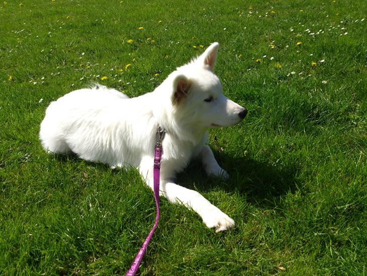 {{currentPhoto.altText}} billede {{currentPhoto.number}}