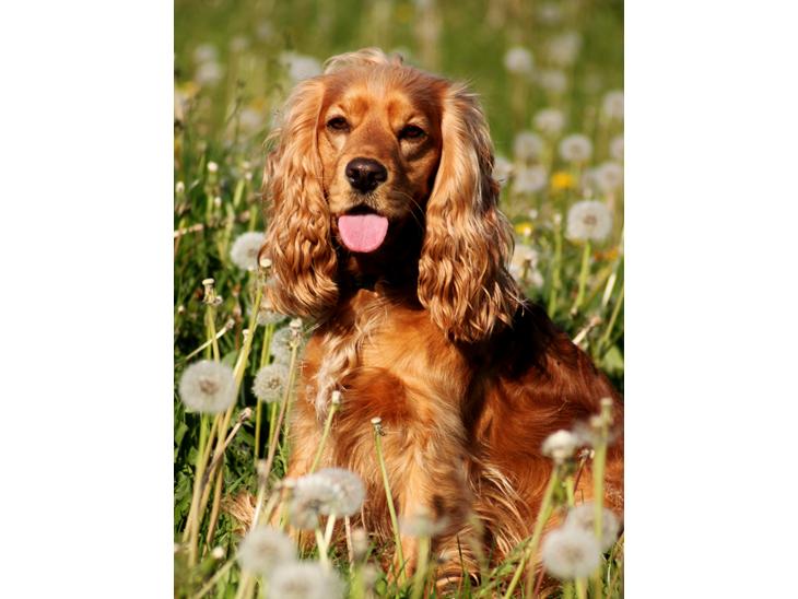 Cocker spaniel Cindy - så smuk en dame hun er blevet :) Foto : Mig billede 1