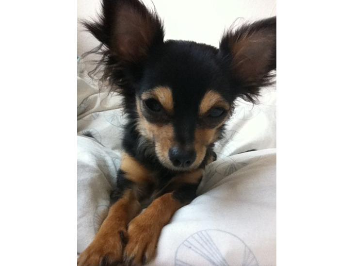 {{currentPhoto.altText}} billede {{currentPhoto.number}}