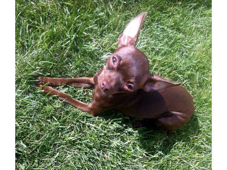 Russisk toy terrier TisTis billede 1