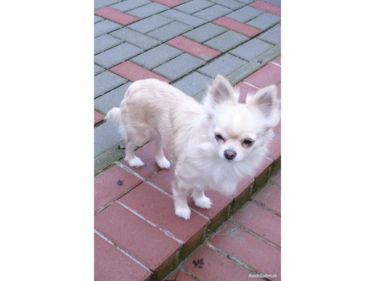 Chihuahua Timon billede 1