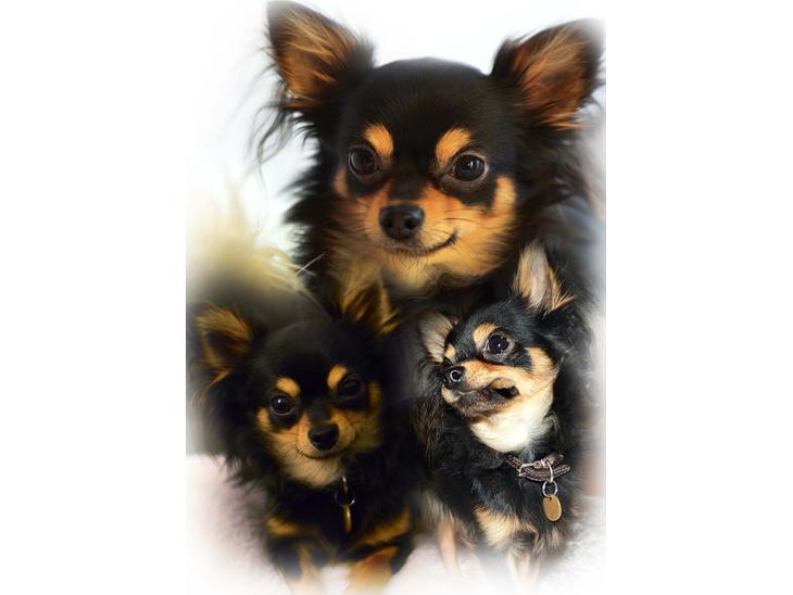Chihuahua Mickey billede 1
