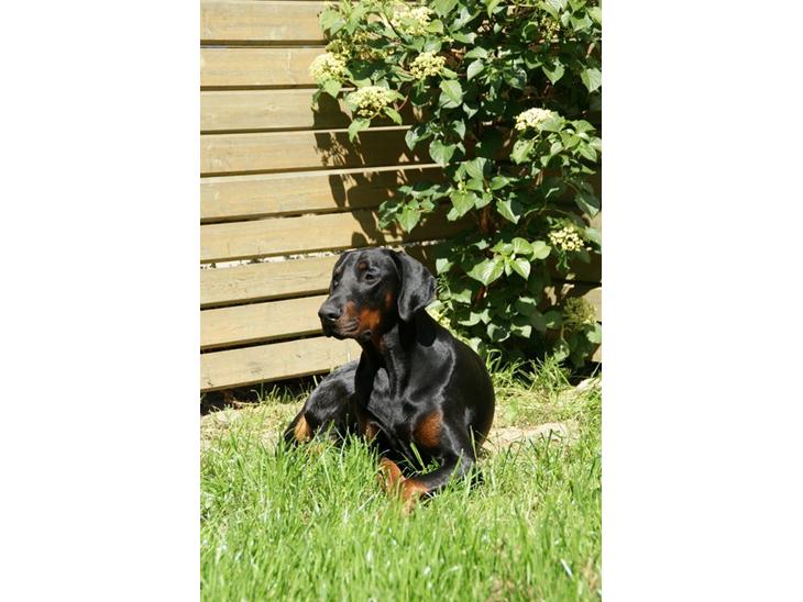 {{currentPhoto.altText}} billede {{currentPhoto.number}}